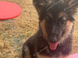 German shepherd