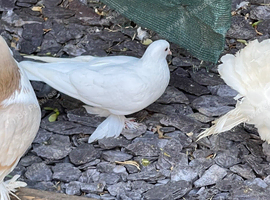 Mic breed pigeons for sale