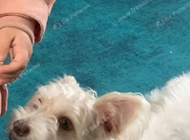 Female biewer terrier
