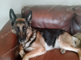 Adult German shepherd