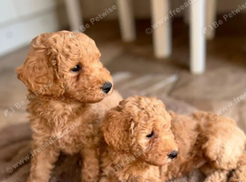 Quality Maltipo&rsquo;s wanted forever homes