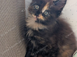 5 beautiful Maine coon kittens