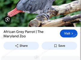 Wanted Africa grey