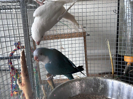 Blue and white Quaker parrot pair