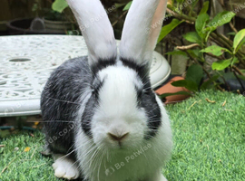 PURE BRED Baby Continental Giant Bucks - READY TO RESERVE