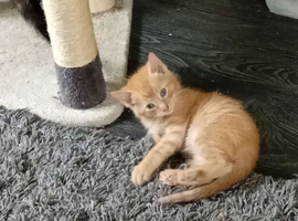Adorable Maine coon mix kittens now ready for new homes