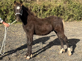 Section D - Colt - 5 Months Old