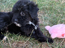 Jackapoo puppies