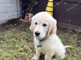 Golden retriever barney