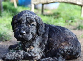Gorgeous Schnocker puppies