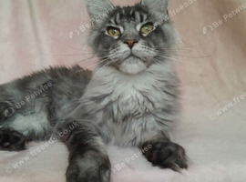 Polydactyl/ Black Silver/Smoke kittens maine coonTICA reg