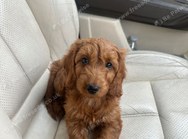 Cockapoo boy puppy