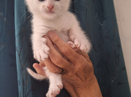Adorable Kittens Looking for Their Forever Homes