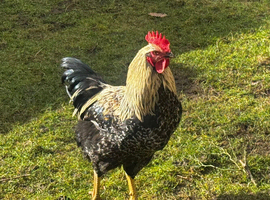 Rooster