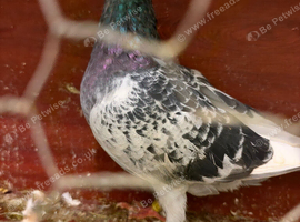 Racing pigeon