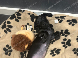 Milo is looking for a new home!