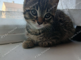 Male kitten looking for his forever home