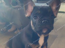 REDUCED from &pound;1500 last 2 Frenchie pups