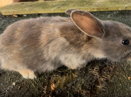 Mini lop cross Rex bunnies