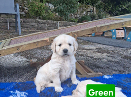 Golden Retrievers - Ready Sep 6th
