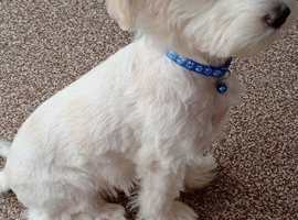 Puppy Bichon Frise