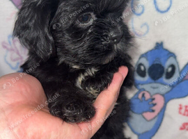 Imperial shihtzu puppies