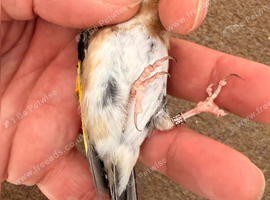 X2 bbc male goldfinches