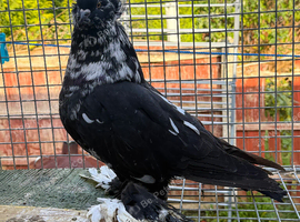 HUNGAIRIAN GAINTS