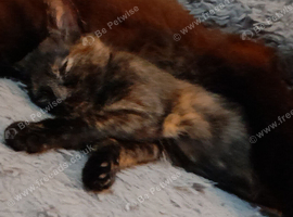 1 year old cat