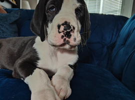 Stunning Great Dane Puppies for Sale