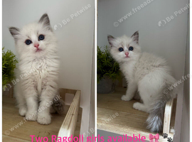 Pure Ragdoll Kittens &ndash; Available for Reservation