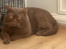 British shorthair cinnamon