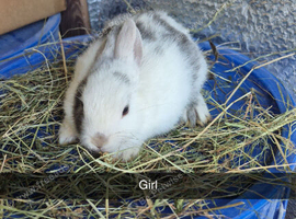 Baby Rabbits 8 week old Friendly