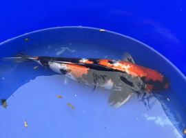 11 + Koi Carp, various sizes