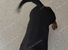Dachshund