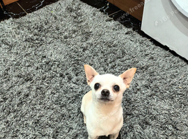 Tiny chihuahua boy