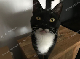 Male cat
