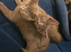Kitten