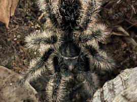 2x Tarantula Bundle, Females