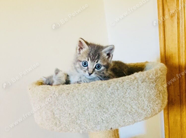 British long hair mix kittens