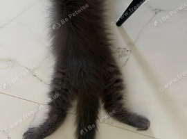 SILVER MAINE COON KITTEN BOY FOR SALE