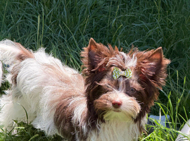 Tiny & Micro Pure Yorkie Puppies