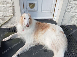 Saluki