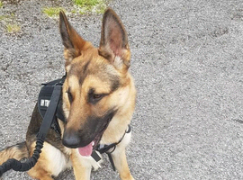 male german shepard