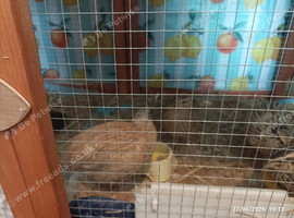 Available - Golden Cinnamon Male - 7 weeks old (vent sexed) and has foam now