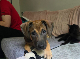 Luna lurcher x cane corso female
