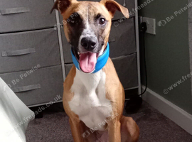 Whippet cross collie