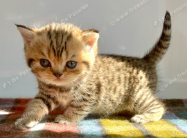 Golden Spotted Tabby British Shorthair Female