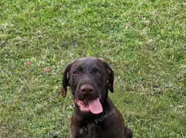 1 Beautiful Pointer Puppy