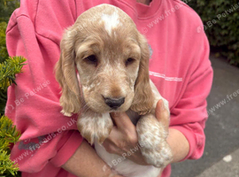 KC Registered Cocker Spaniels
